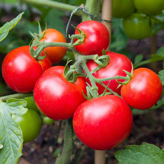 Tomato 'Ailsa Craig'