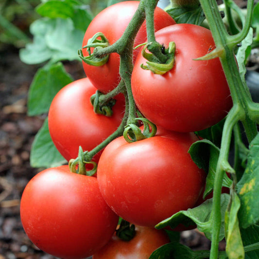 Tomato 'Alicante'