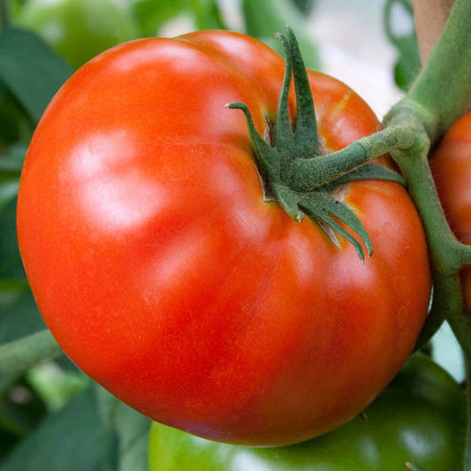 Tomato 'Big Boy'