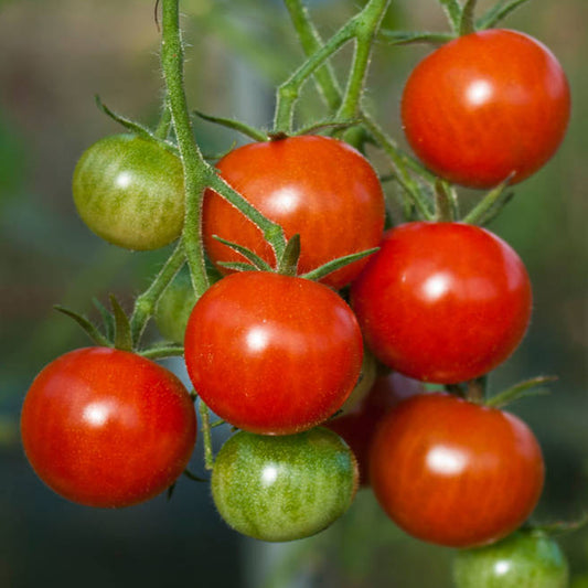 Tomato 'Gardeners Delight'