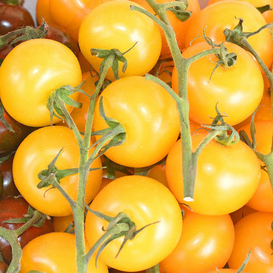 Tomato 'Golden Sunrise'