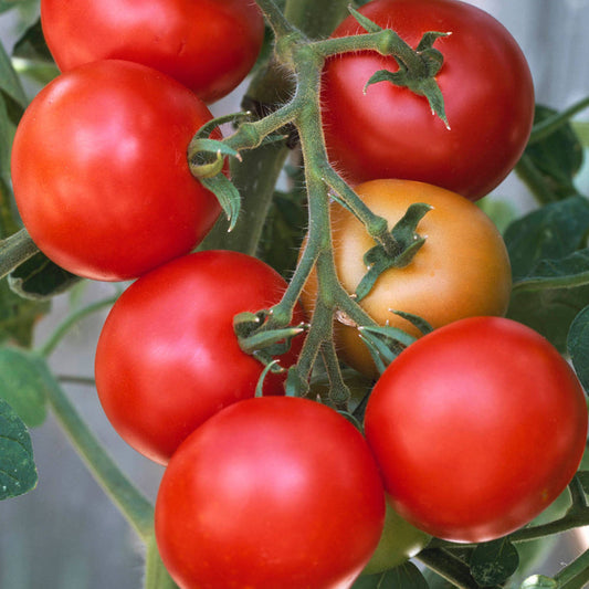 Tomato 'Moneymaker'