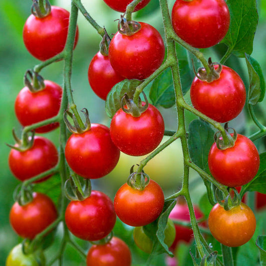 Tomato 'Supersweet'