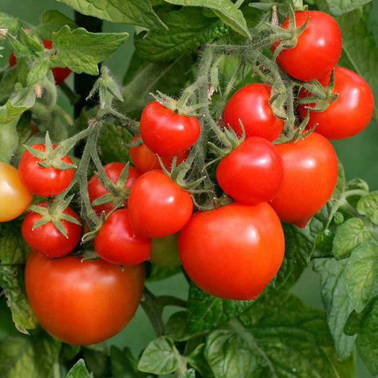 Tomato 'Totem'