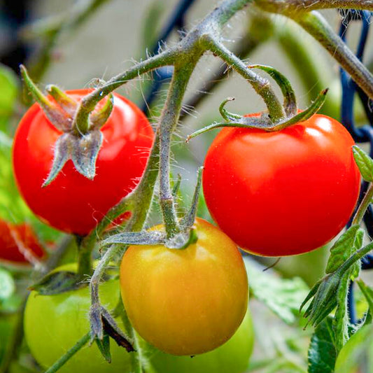 Tomato 'Tumbling Tom'