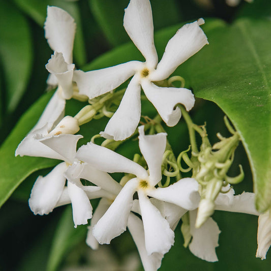 Trachelospermum jasminoides