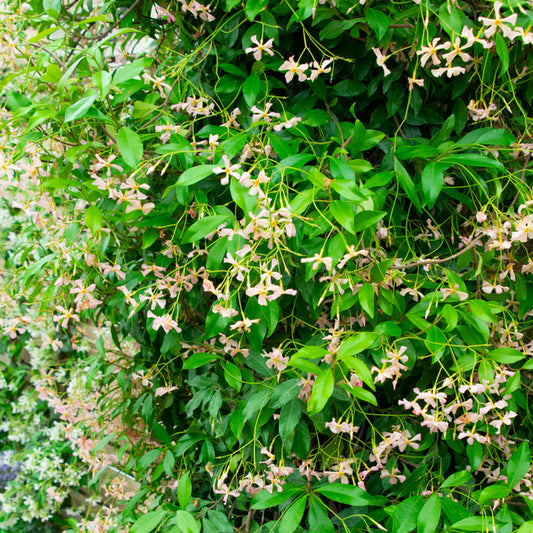 Trachelospermum 'Pink Showers'