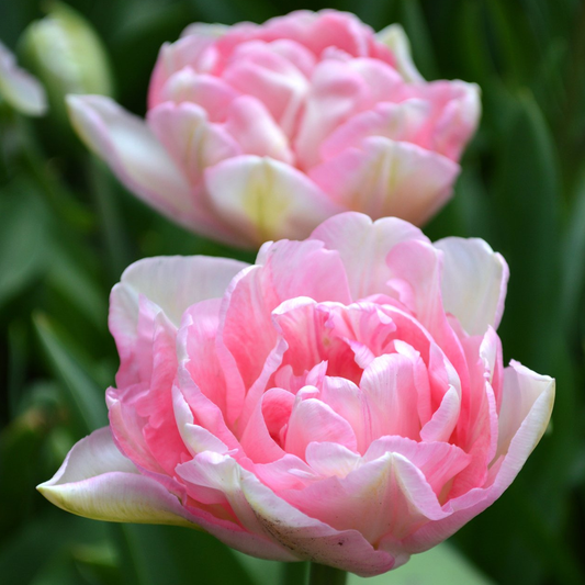 Tulip 'Angelique'