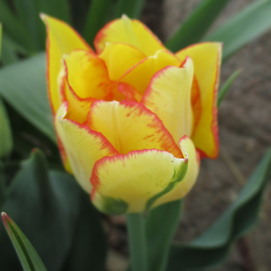 Tulip 'Aquila'