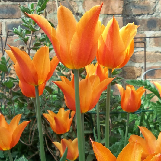 Tulip 'Ballerina'