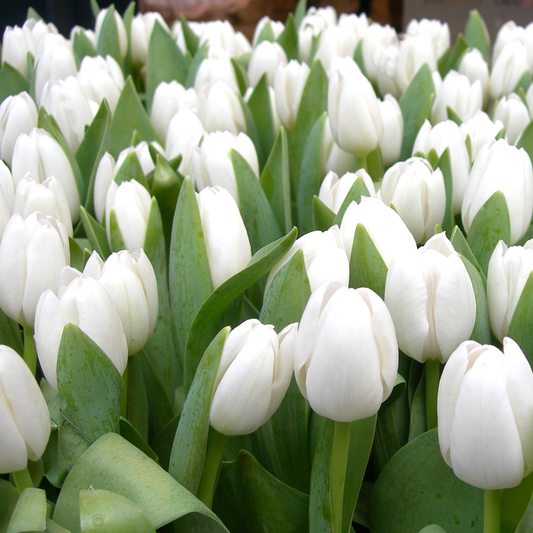 Tulip 'White Dream'