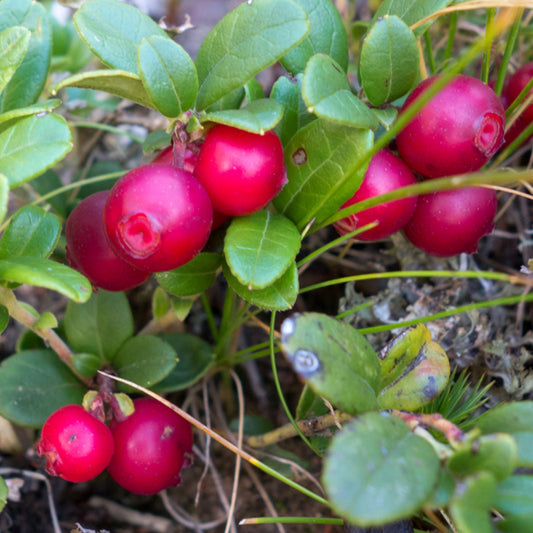 Cranberry 'Early Black'