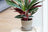 A variegated Calathea plant with striking green and burgundy leaves growing in a simple grey ceramic pot with matching saucer, placed on a light wooden surface against a white wall