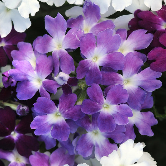 Verbena Quartz XP Blue Bedding Plants