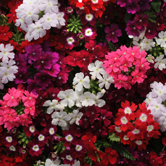 Verbena Quartz XP Mixed Bedding Plants