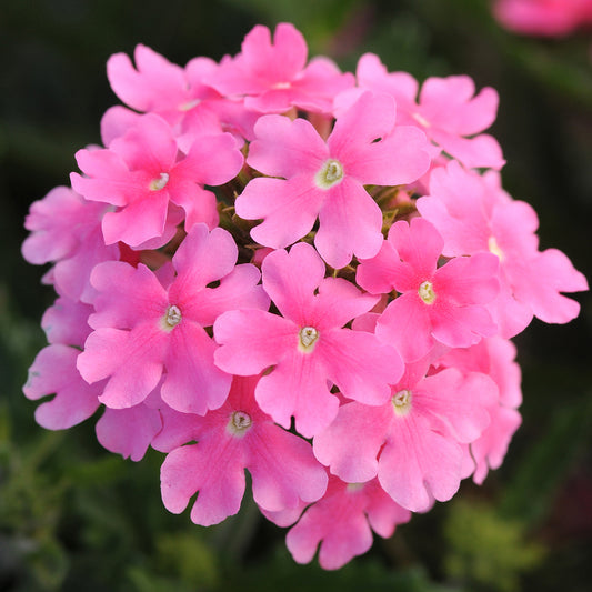 Verbena Quartz XP Pink Bedding Plants