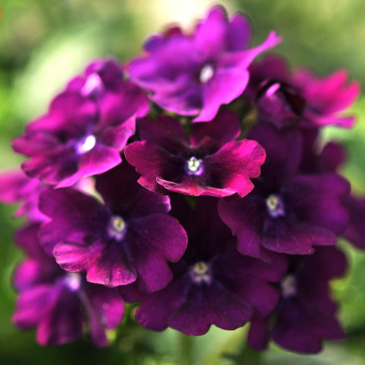 Verbena Quartz XP Purple Bedding Plants