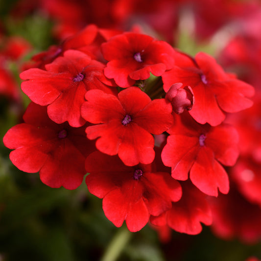 Verbena Quartz XP Scarlet Bedding Plants