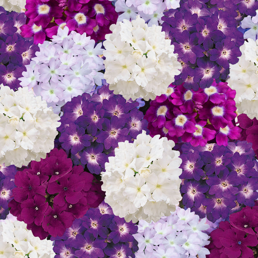 Verbena Quartz XP Waterautumn Bedding Plants