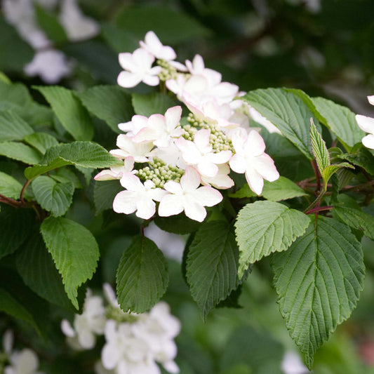 Viburnum 'Kilimanjaro'