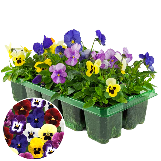 Viola Mixed Bedding Plants