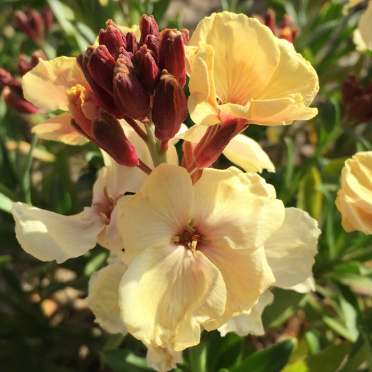 Wallflower Sunset Apricot Bedding Plants