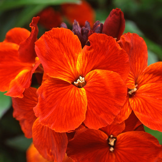 Wallflower Sunset Orange Bedding Plants