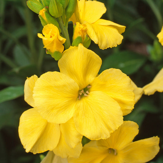 Wallflower Sunset Primrose Bedding Plants