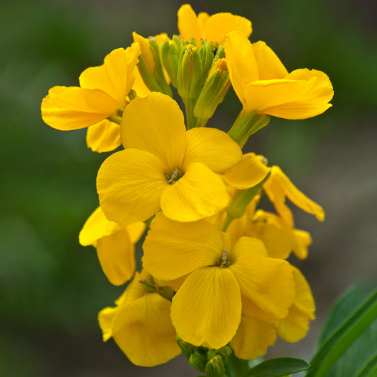 Wallflower Sunset Yellow Bedding Plants