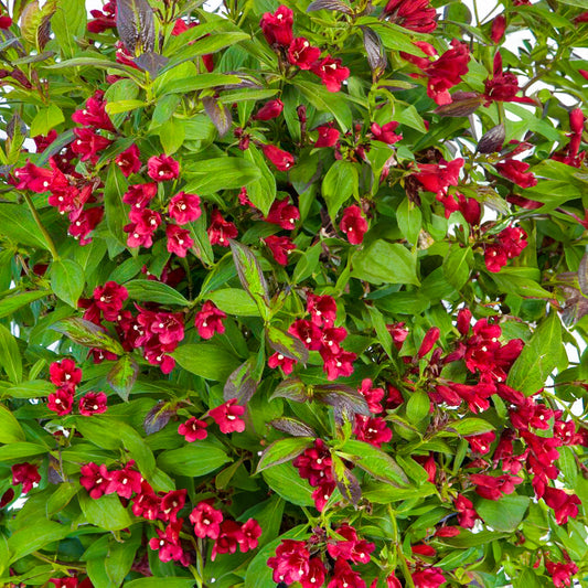 Weigela 'Camouflage'