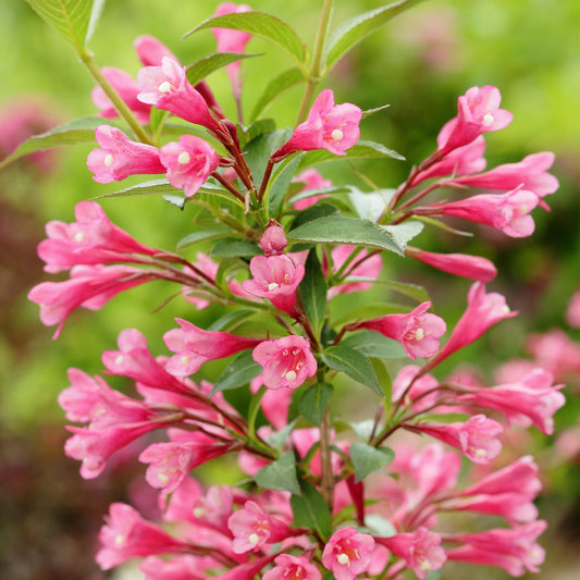 Weigela 'Ruby Anniversary'