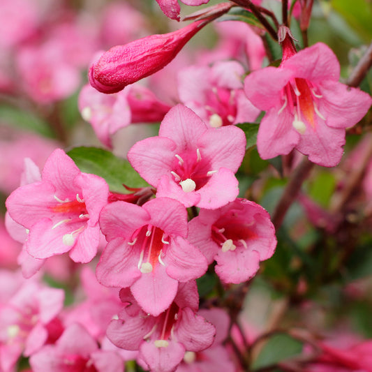 Weigela 'Rumba'