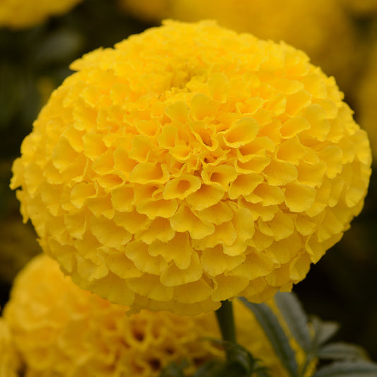 Marigold American F1 Marvel Yellow Bedding Plants