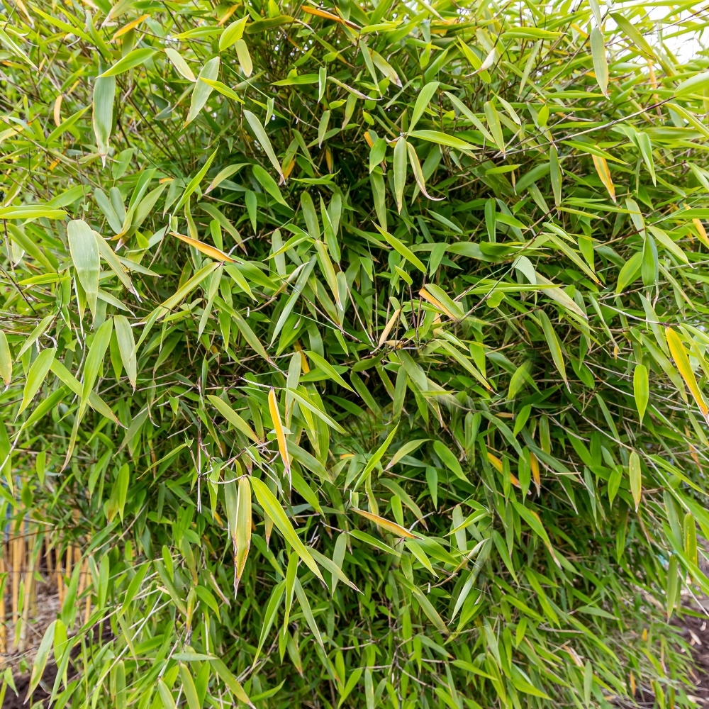 Bamboo Fargesia Pingwu Garden Plants Free UK Delivery