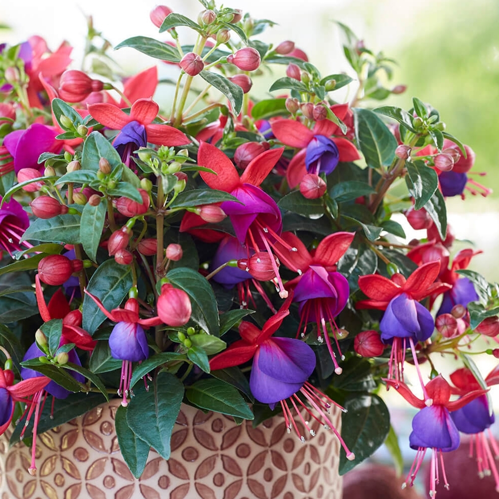 Basket fuchsia