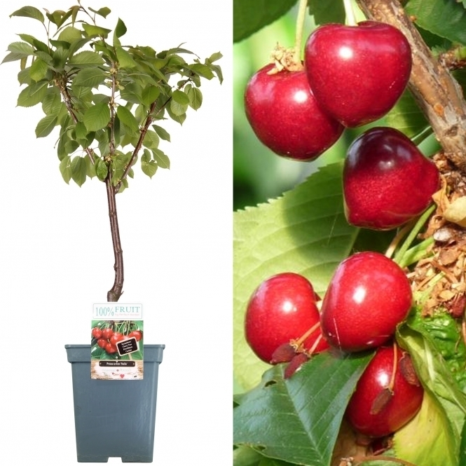 Cherry Stella Patio Tree | Fruit Trees | Free UK Delivery