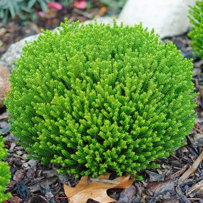 hebe emerald green 9cm shrubs 13cm 1l