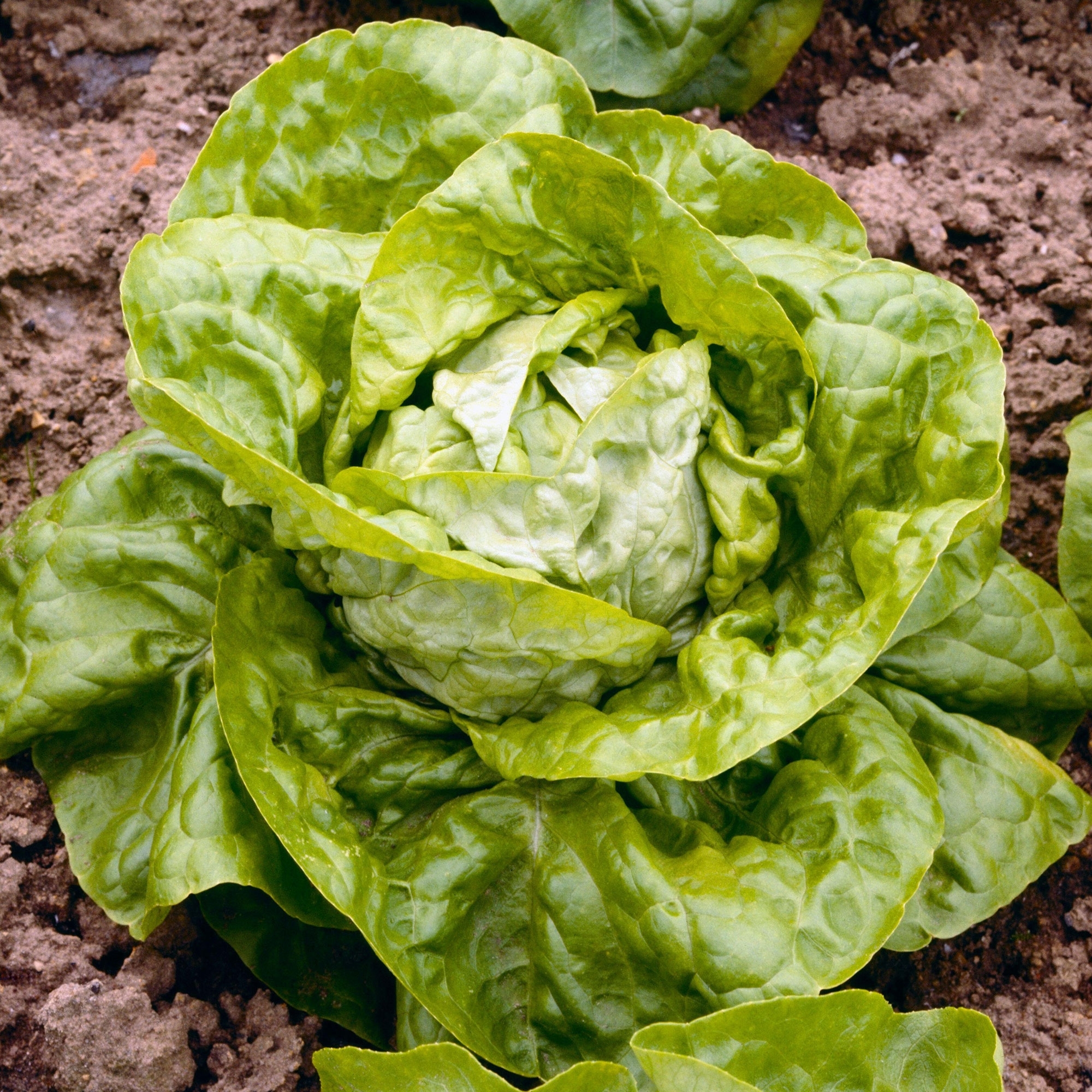 Lettuce All Year Round Seeds Grow Your Own Free Uk Delivery