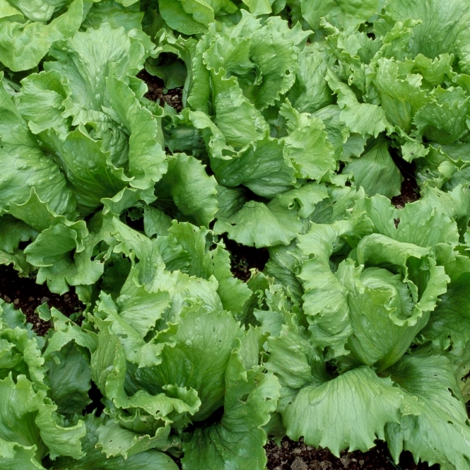 Lettuce Saladin Seeds Grow Your Own Free Uk Delivery